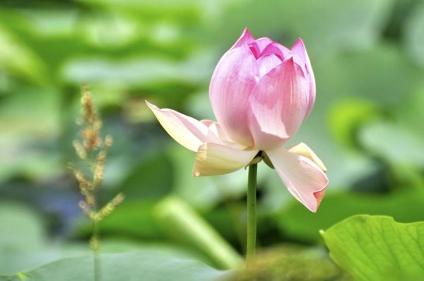 荷花.jpg