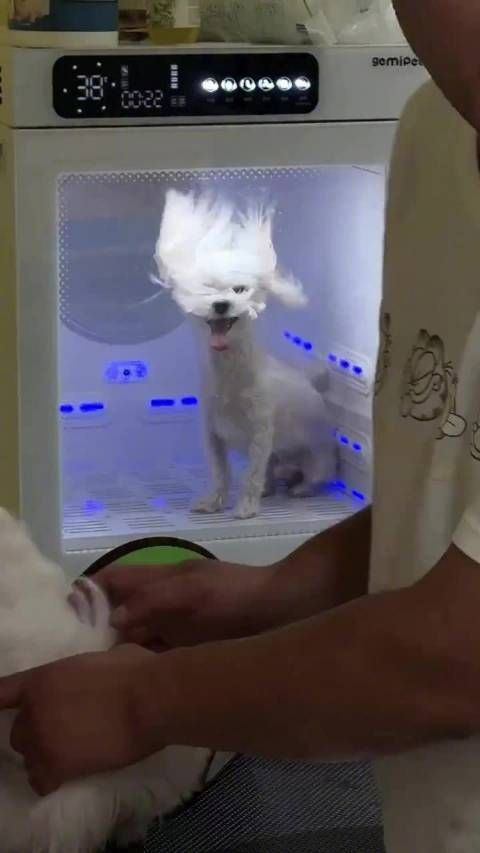 不愿意给宠物洗澡的原因是吹干太麻烦