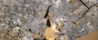 于文文自嘲花七位数拍MV，播放数据惨淡无转化