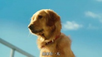 它用一生陪伴主人，看懂了爱与离别｜《我在雨中等你》