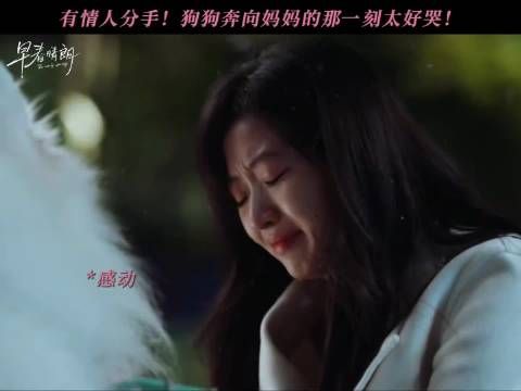 男女朋友提分手！狗狗将会如何抉择？