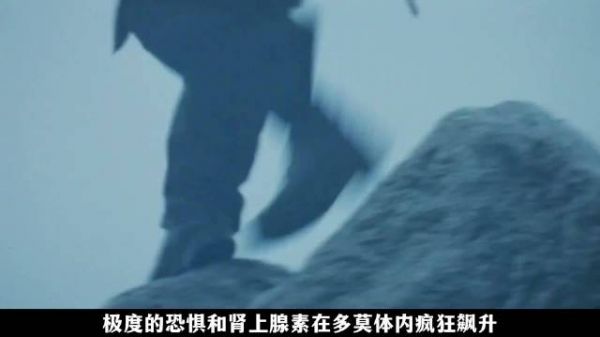 神探追捕中误杀搭档，以谎言掩盖真相