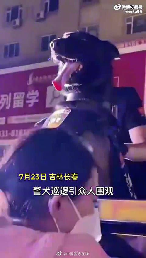 警犬好像知道自己有多帅……