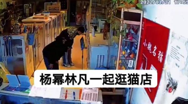 杨幂和林凡应该很早就同居了吧，之前就被拍到一起逛猫店买猫