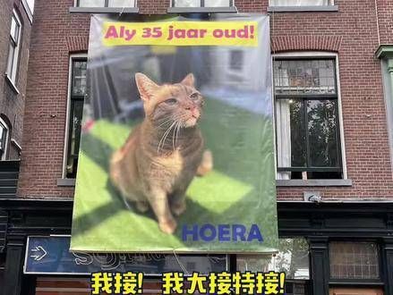 看到就是有缘,迎接每家猫咪都能拥有长久的生命