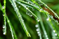 白露——草叶上的秋天