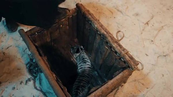小伙起贪念偷走一窝虎崽，结果遭到老虎疯狂的报复，看完太解气了！