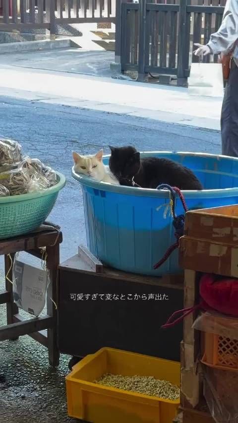 松本麗世分享日光大自然治愈体验,道晚安