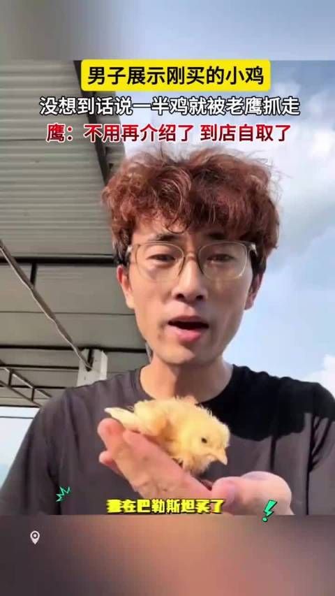 男子展示刚买的小鸡 没想到话说一半鸡就被老鹰抓走 鹰:到店自取