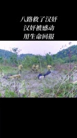八路救了汉奸，汉奸被感动，用生命回报