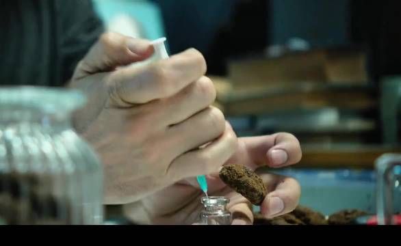 他用注射器把毒药打进饼干里,准备帮病痛缠身的狗狗解脱