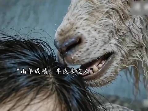 家里的羊活了三十年还不杀,结果出事了!