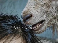 家里的羊活了三十年还不杀，结果出事了！