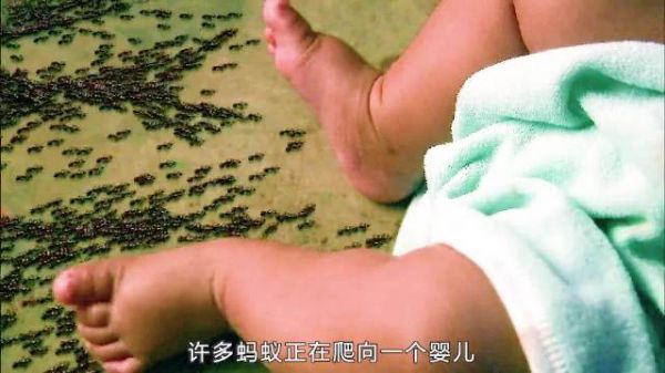 蚂蚁被外星人控制,疯狂攻击人类