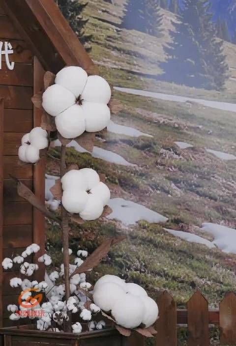 张凌赫初雪直播捏小核桃化身气象播报员