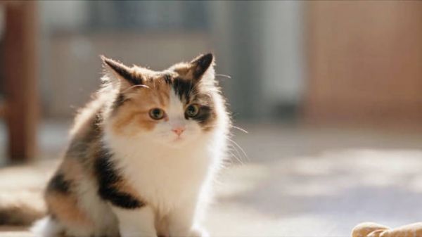 它用小小的身影，温暖了我整个世界， 猫咪/萌宠/AI/治愈