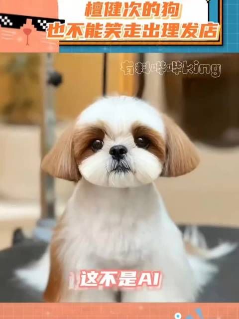 呆球:剪完发型天塌了